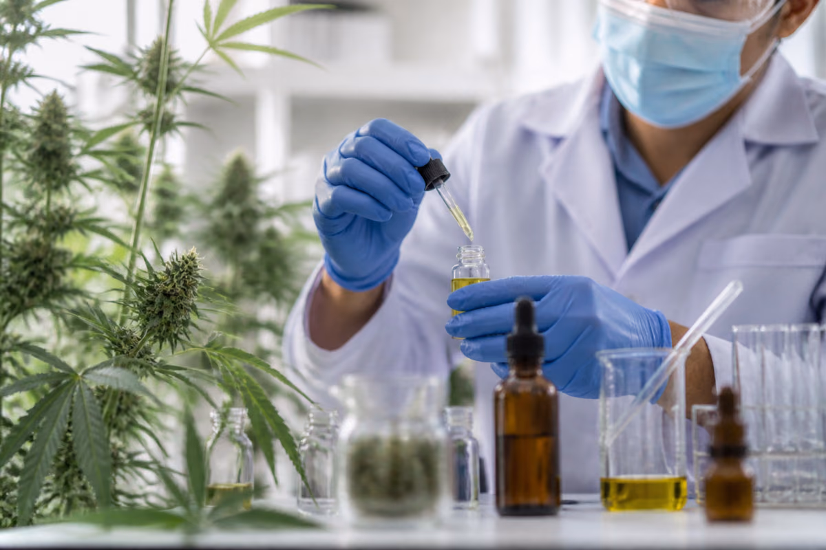 Vedec v laboratóriu kvapká pipetou konopný olej do fľaštičky vedľa kvitnúcich rastlín konope